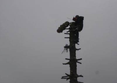 Elagage cottet jardins paysagiste