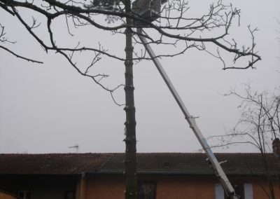 elagage (2) cottet jardins paysagiste